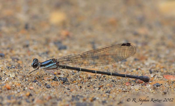 Argia tibialis, female